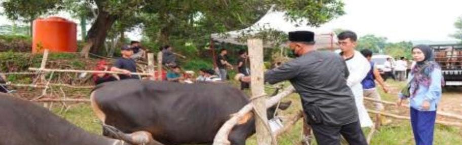 68 Ekor Kerbau dan 5 Ekor Kambing Qurban Sumbangan Dari 476 ASN, Diserahkan di Islamic Center Rohul