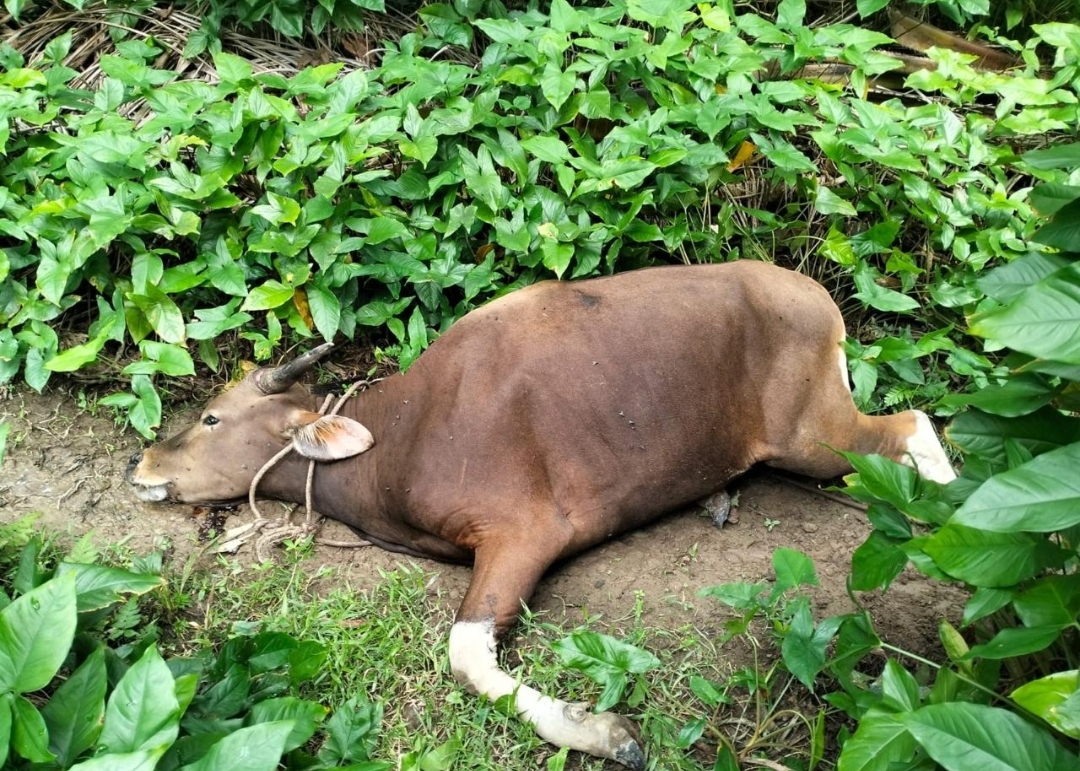 Disbunnak Keswan Kampar Tindaklanjuti Terhadap Puluhan Sapi Warga Yang Mati Mendadak