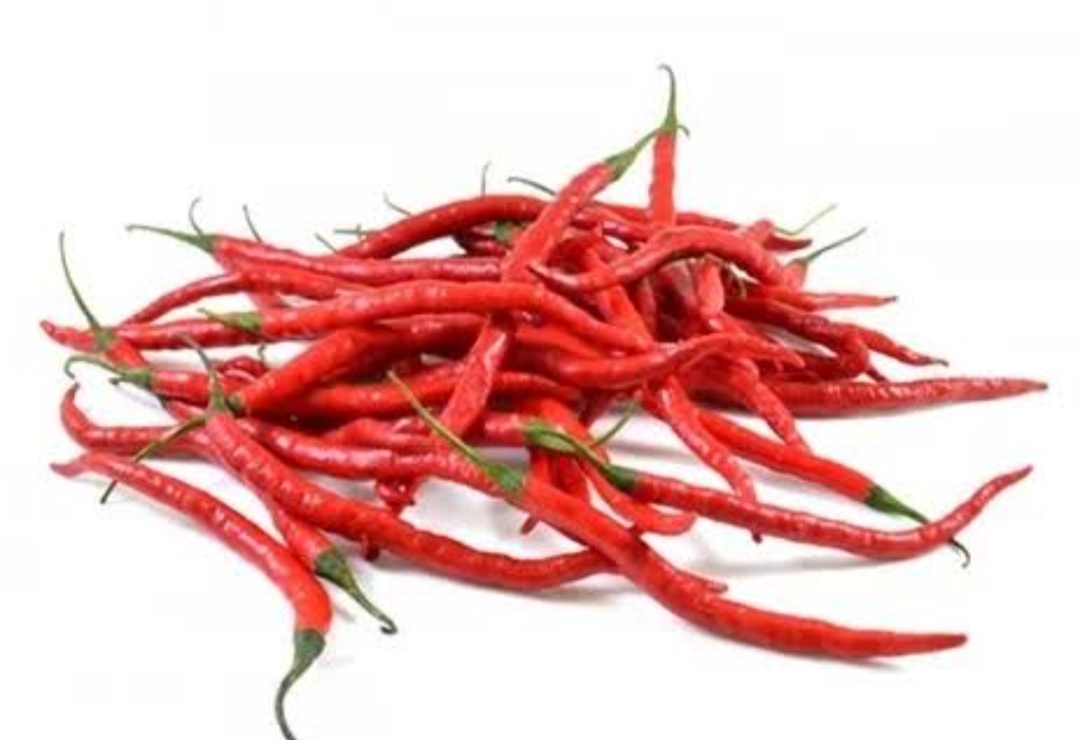 Tingkatkan Perekonomian Petani, Dinas Pertanian Kampar Kembangkan Cabe Merah 1 Hektare Perdesa