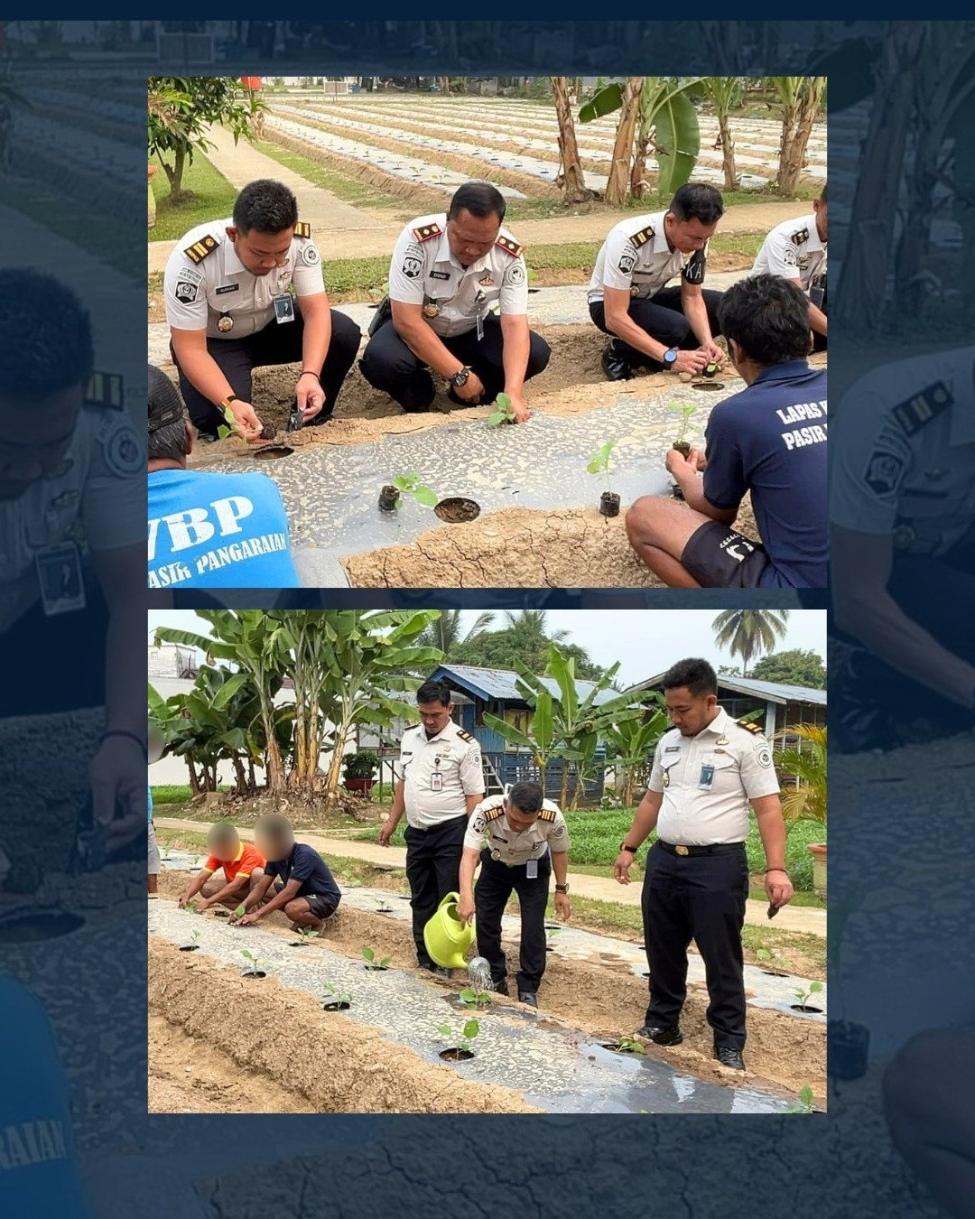 Pembinaan Produktif, Lapas Pangarayan Tanam 850 Terong