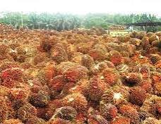 Disbunnak Keswan Kampar Update Harga TBS Periode 2-8 September 2026