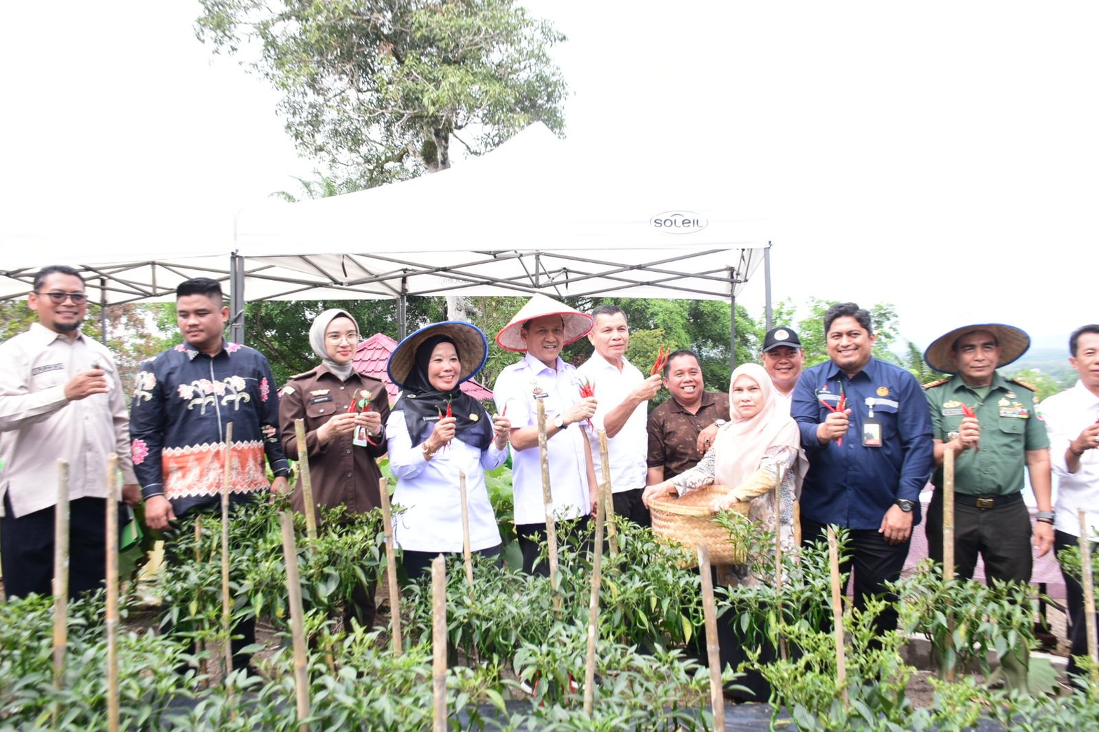 Pj Bupati Kampar Didampingi Kadis Pertanian, Gelar Panen Cabai Milik Perumda Aneka Karya
