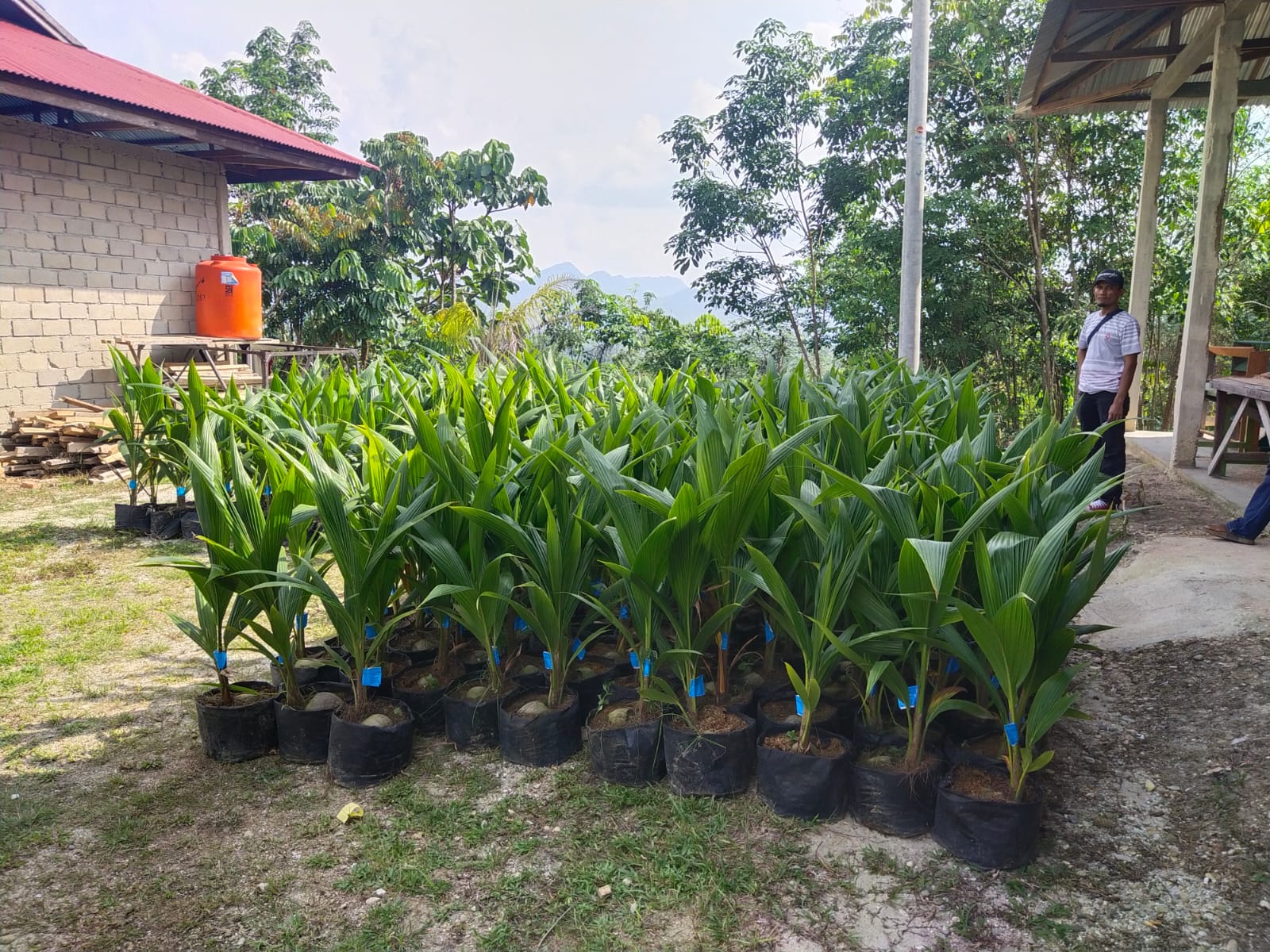 Tahun 2022 ini, Disbunakkeswan Kampar  Akan Salurkan 9 Ribu Bibit Sawit Subsidi