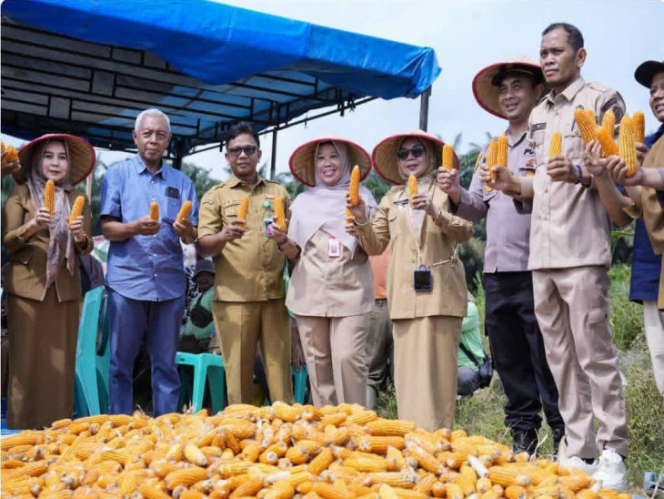 Panen Jagung Pipil Digelar Wabup Kampar, Dukung Program Ketahanan Pangan