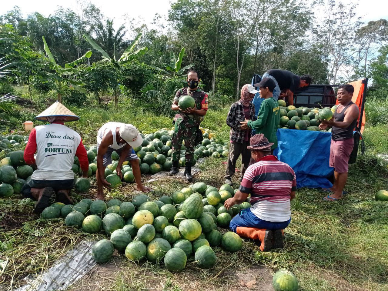 Komsos Babinsa Koramil 16/Tapung Bantu Warga Panen Semangka