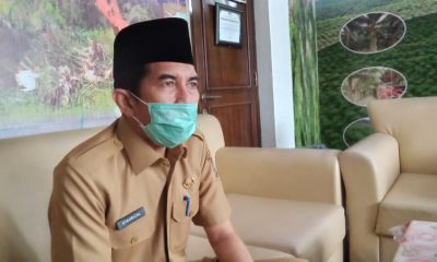 Kabar Gembira, Tahun 2022 Disbunnakkeswan Kampar Targetkan 1000 Ekor Sapi Mendapat Asuransi