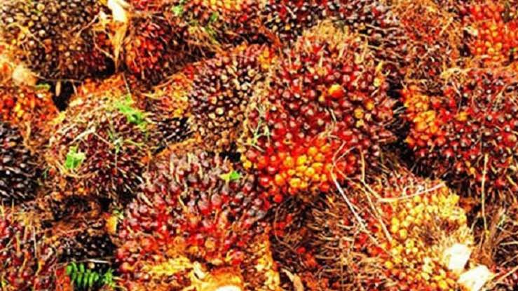 Berikut Harga TBS Periode 8-14 Juli Yang Alami Kenaikan Disampaikan Disbunnak Keswan Kampar