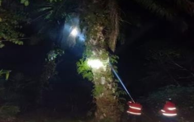 Petugas Damkar Bergerak Cepat Padamkan Api Pada Kebakaran Pohon Sawit di Kampar Kiri Tengah