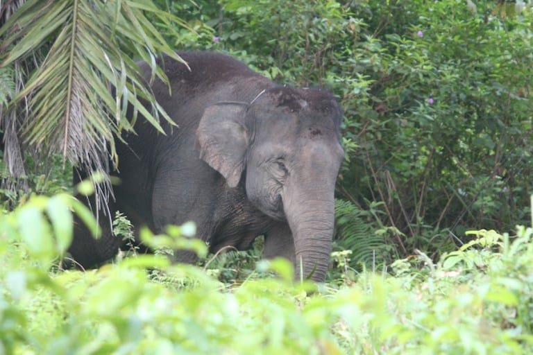 Sudah Dua Pekan Masyarakat Desa Pesikaian Diresahkan Oleh Gajah Liar