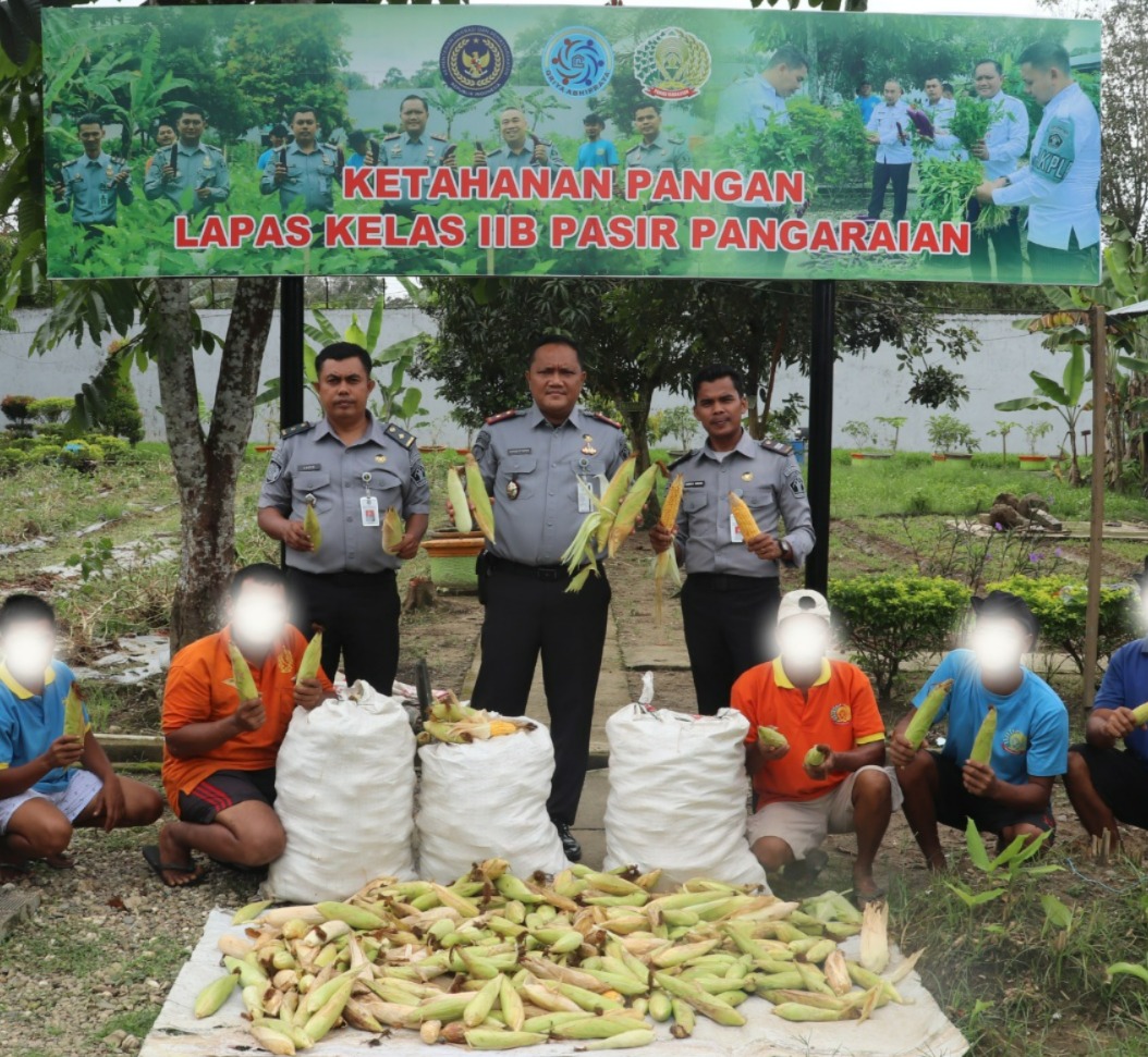 Dukung Ketahanan Pangan Nasional Lapas Pasir Pangaraian Panen Jagung Hasil Pembinaan Kemandirian