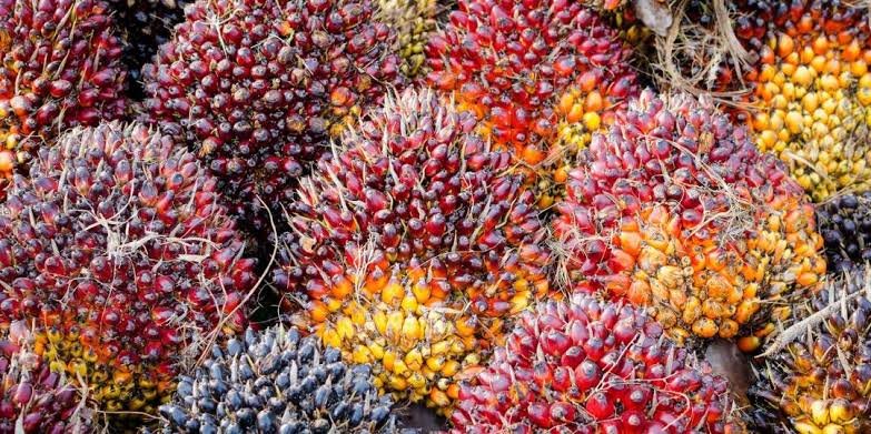 Berikut Harga Periode 10 Hingga 16 Juni 2026 TBS Sawit Kemitraan Swadaya di Riau Naik