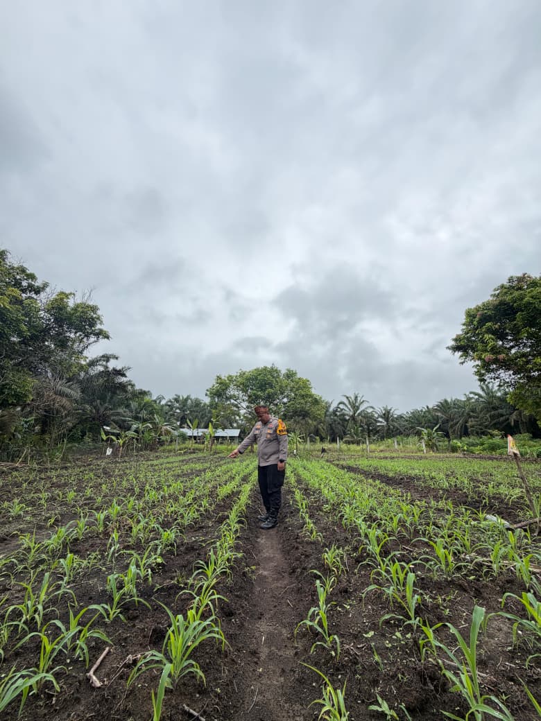 Polsek Bonai Fokus Kawal Program Jagung hingga Masa Panen