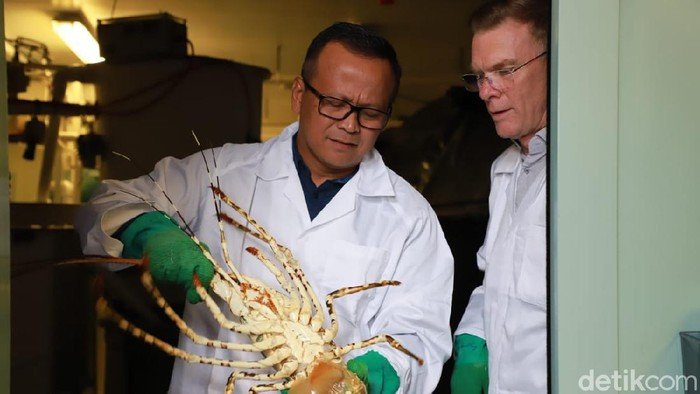 Menteri Edhy Prabowo Ditangkap KPK soal Benih Lobster, PD: Sudah Kami Ingatkan
