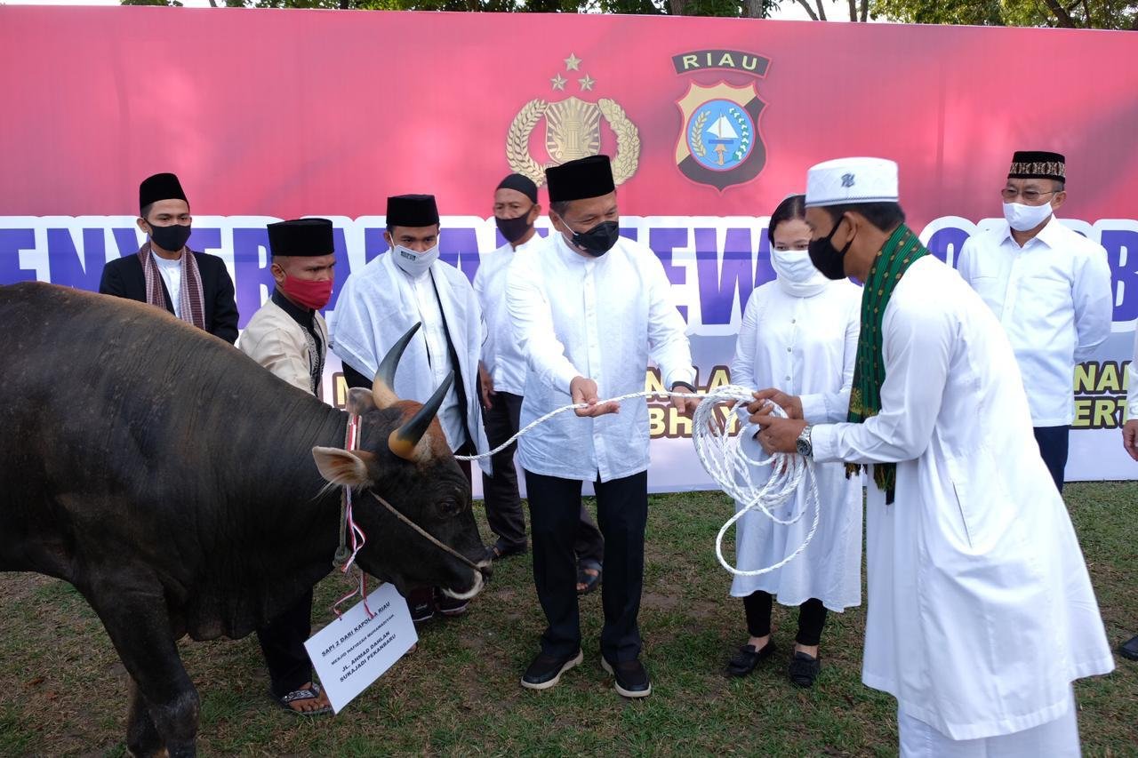 Kapolda Riau Dan Jajaran Serahkan Hewan Kurban Berjumlah 249 Ekor