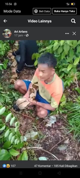 Penangkapan Ular Viton Oleh Pemuda Simpang Kubu Kampar, Viral Dimedsos