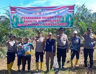Dukung Ketahanan Pangan Nasional, Polsek Rambah Samo Tanam Jagung 1,5 Hektare di Rokan Hulu