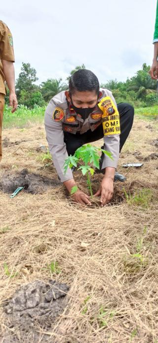 Polsek Koto Gasib Tanam Pepaya Bersama Poktan Subur Jaya di Pangkalan Pisang