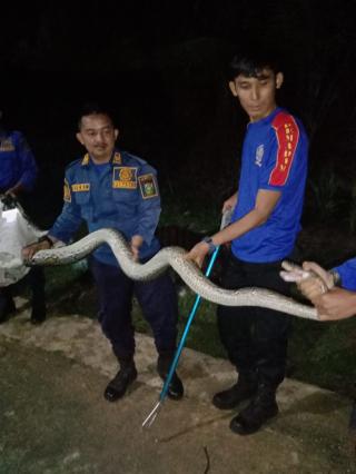 Seekor Ular Piton Kembali Berhasil Diamankan Petugas Damkar dan Penyelamatan Kampar