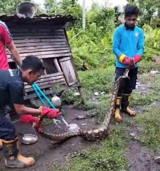 Ular Piton 3 Meter Lebih, Berhasil Diamankan Petugas Damkar dan Penyelamatan Kampar di Salo