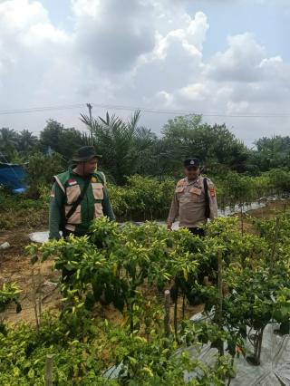 Dukung Program Asta Cita Presiden RI, Polsek Singingi Cek Pekarangan Bergizi Cabe Rawit 