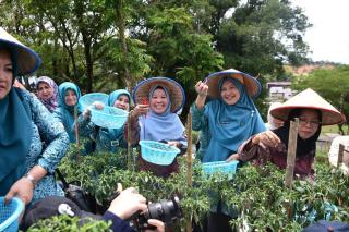 Kadis Pertanian Kampar, Nur Ilahi Ali  Tinjau Program Gerakan Tanam Cabai Bersama Pj Ketua PKK Riau