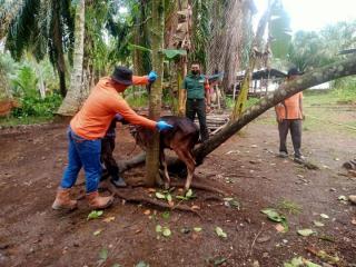 Babinsa Koramil 02 Rambah Kodim 0313/KPR Pantau Pemberian Vaksin Pada Sapi