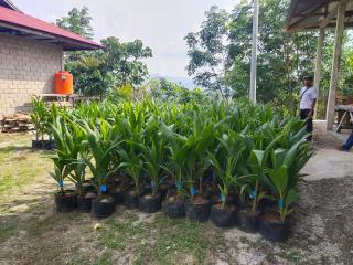 Disbunakkeswan Kampar Akan Salurkan 9 Ribu Bibit Sawit Subsidi di Tahun ini