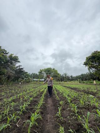 Polsek Bonai Fokus Kawal Program Jagung hingga Masa Panen