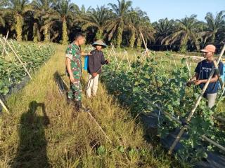 Berikan Motivasi, Babinsa Empat Balai Hadir Dampingi Petani Merawat Tanaman Timun
